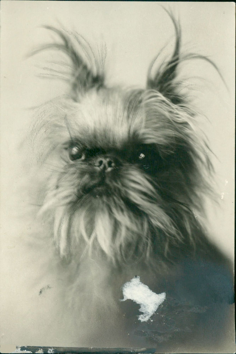Dog. - Vintage Photograph