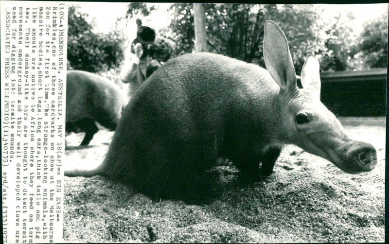 Real Animal Pigs - Vintage Photograph