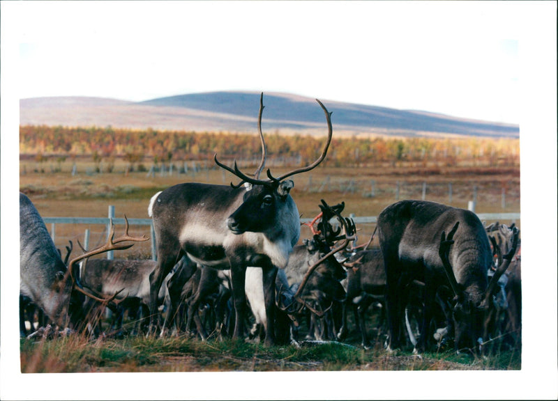 Animals Reindeer - Vintage Photograph