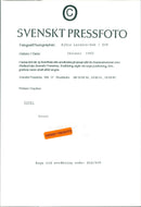 Animals Reindeer - Vintage Photograph