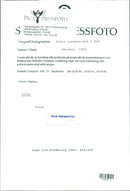 Animals Reindeer - Vintage Photograph