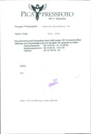 Animals Reindeer - Vintage Photograph