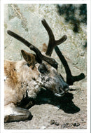 Animals Reindeer - Vintage Photograph