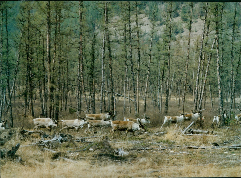 Animals Reindeer - Vintage Photograph