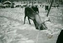 Animals Reindeer - Vintage Photograph
