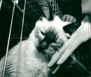 Cat ANIMALS - Vintage Photograph