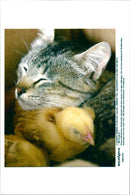 Cat ANIMALS - Vintage Photograph