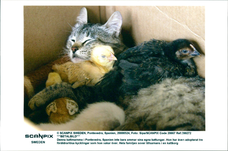Cat Mother - Vintage Photograph