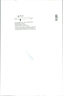 Cat ANIMALS - Vintage Photograph