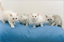 Cat ANIMALS - Vintage Photograph