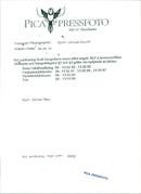 Cat ANIMALS - Vintage Photograph