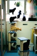 Cat ANIMALS - Vintage Photograph