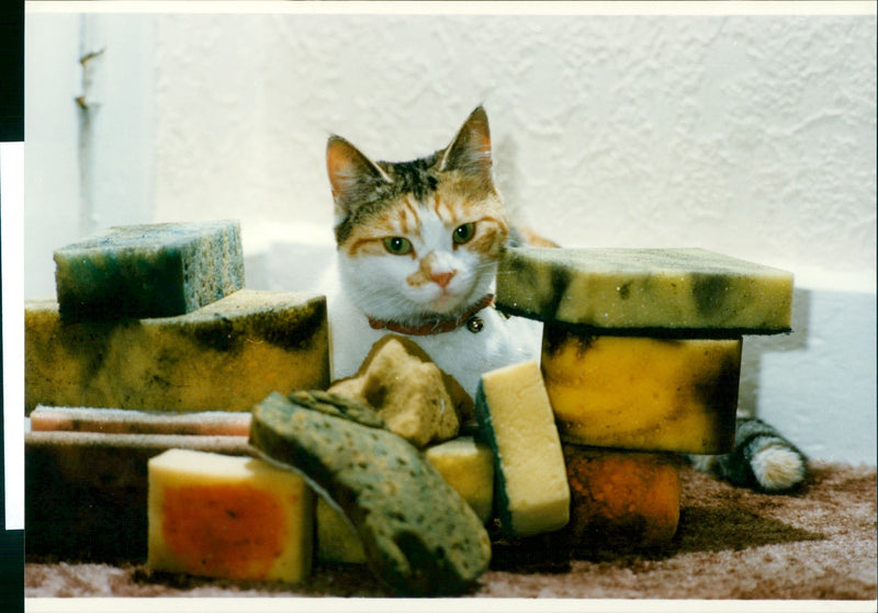 Cat ANIMALS - Vintage Photograph