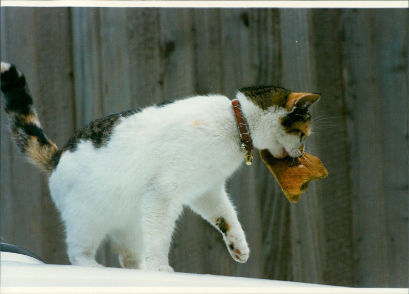 Cat ANIMALS - Vintage Photograph