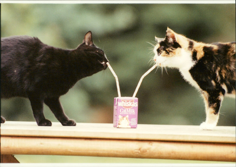 Cat ANIMALS - Vintage Photograph