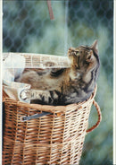 Cat ANIMALS - Vintage Photograph