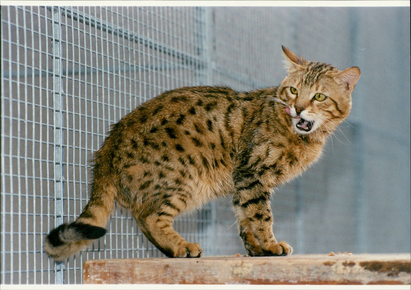 Cat ANIMALS - Vintage Photograph