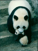 1990 HAS SUCCEEDED ANIMALS HER KNOWN AMERICAN FILM PRESS - Vintage Photograph