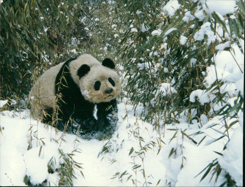 1989 SINGLED ONLY ANIMAL NATURE KNOWN AMERICAN FILM PRESS - Vintage Photograph