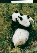 1990 INA ANIMALS COUPLE DUDE PLE KNOWN AMERICAN FILM PRESS - Vintage Photograph