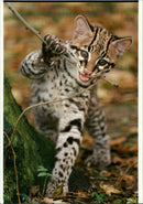 Animals Ocelot - Vintage Photograph