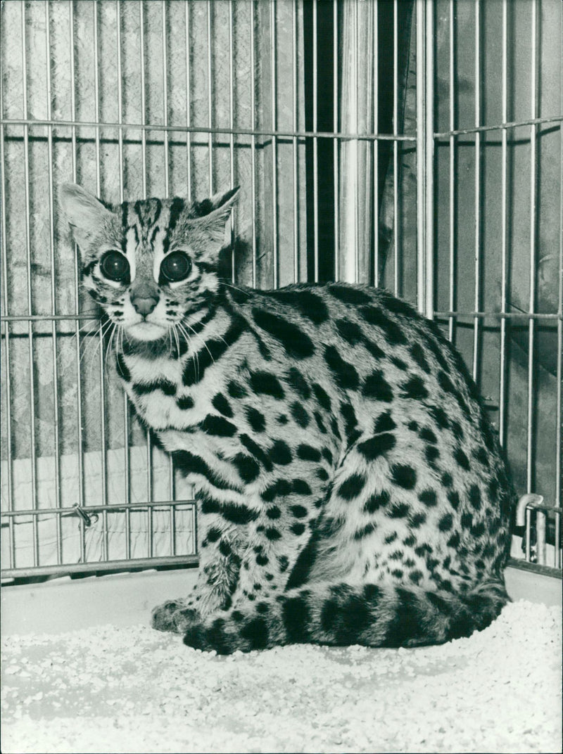 Animals Ocelot - Vintage Photograph