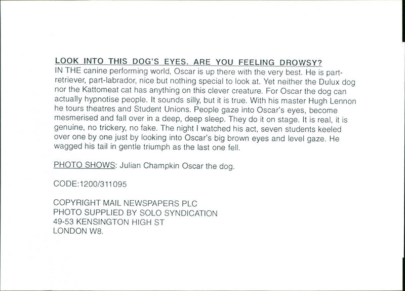 Julian Champkin Oscar the dog. - Vintage Photograph