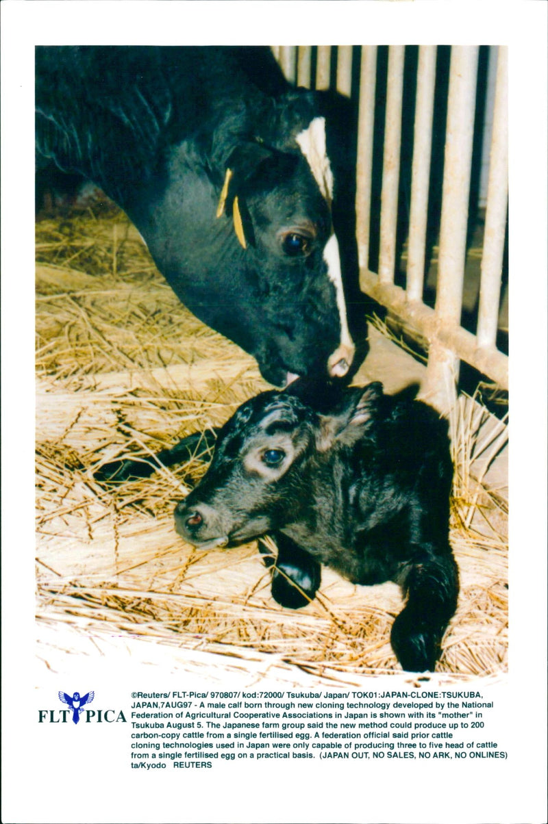 Real: Animal Cattle Cow & Calves - Vintage Photograph