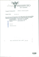 Real: Animal Cattle Cow & Calves - Vintage Photograph