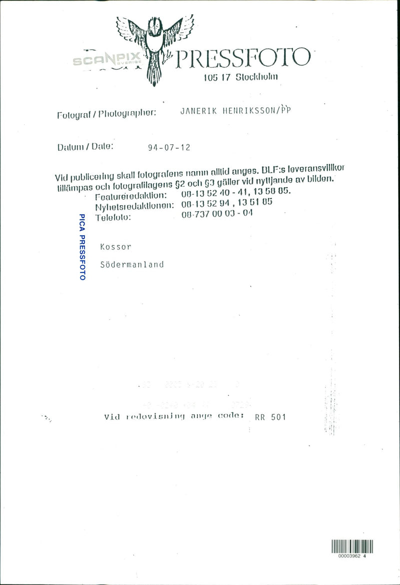 Real: Animal Cattle Cow & Calves - Vintage Photograph