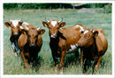 Real: Animal Cattle Cow & Calves - Vintage Photograph