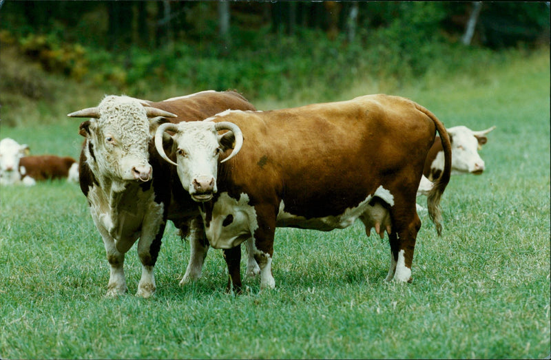 Real: Animal Cattle Cow & Calves - Vintage Photograph