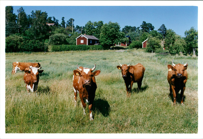 Real: Animal Cattle Cow & Calves - Vintage Photograph