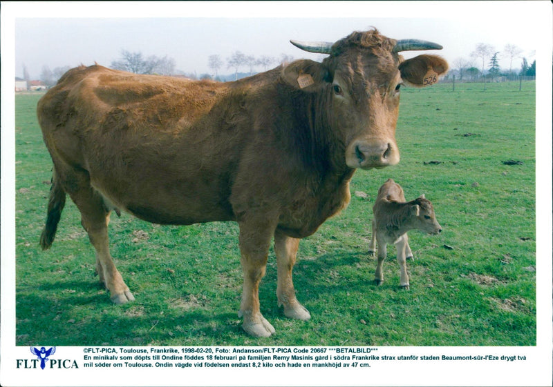 Real: Animal Cattle Cow & Calves - Vintage Photograph