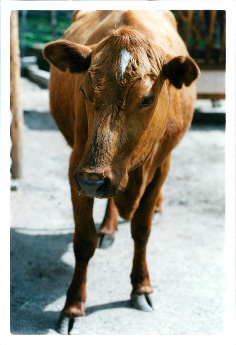 Real: Animal Cattle Cow & Calves - Vintage Photograph