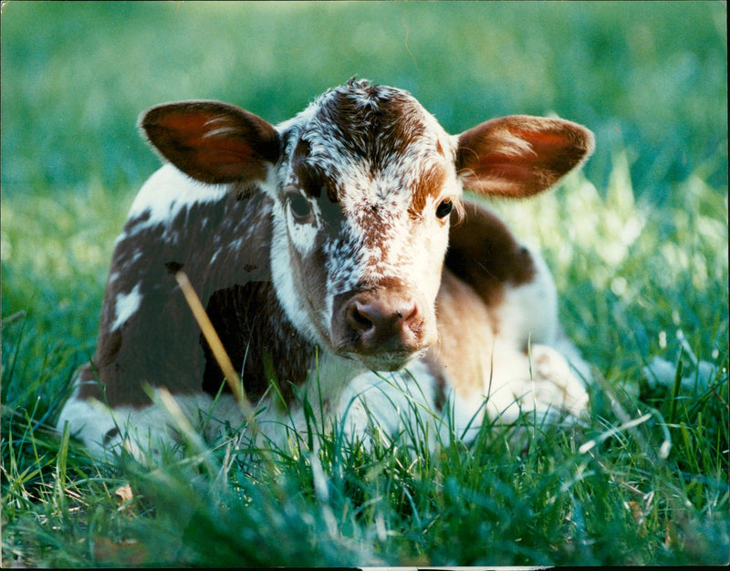 Real: Animal Cattle Cow & Calves - Vintage Photograph