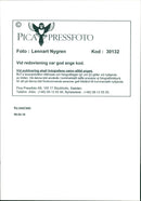 Real: Animal Cattle Cow & Calves - Vintage Photograph