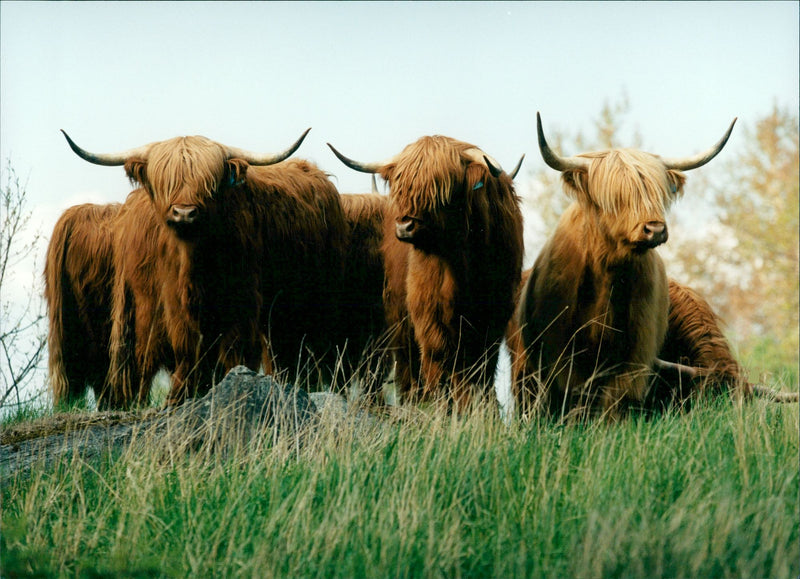 Real: Animal Cattle Cow & Calves - Vintage Photograph