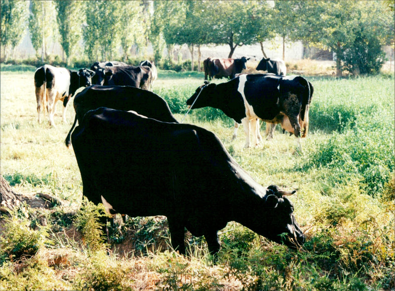 Real: Animal Cattle Cow & Calves - Vintage Photograph