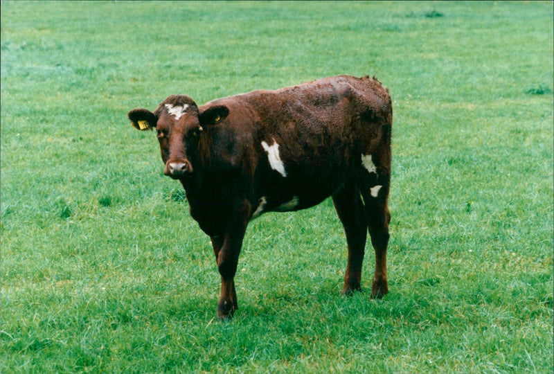 Real: Animal Cattle Cow & Calves - Vintage Photograph