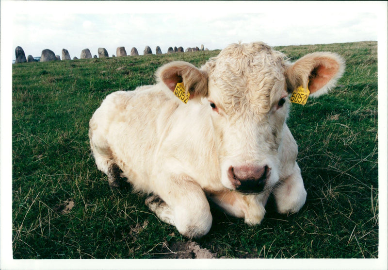 Real: Animal Cattle Cow & Calves - Vintage Photograph