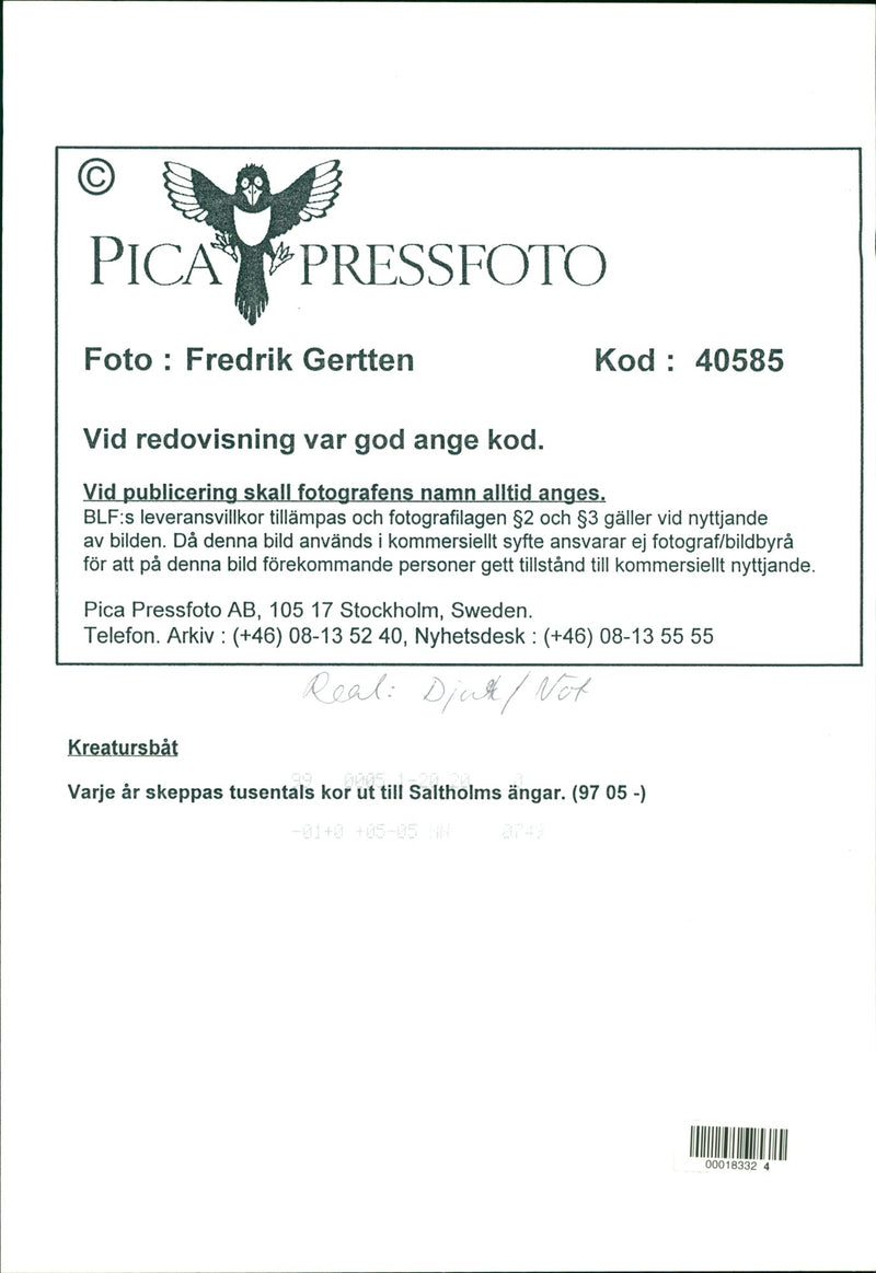 Real: Animal Cattle Cow & Calves - Vintage Photograph