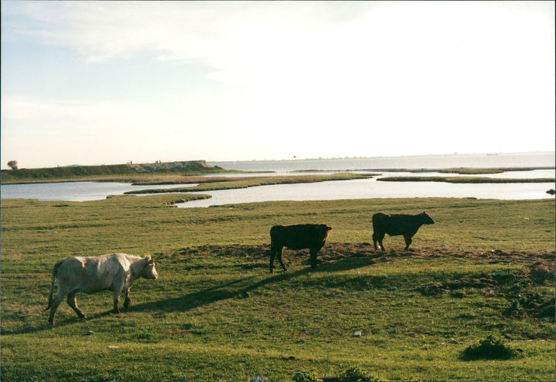 Real: Animal Cattle Cow & Calves - Vintage Photograph
