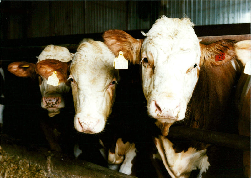 Real: Animal Cattle Cow & Calves - Vintage Photograph