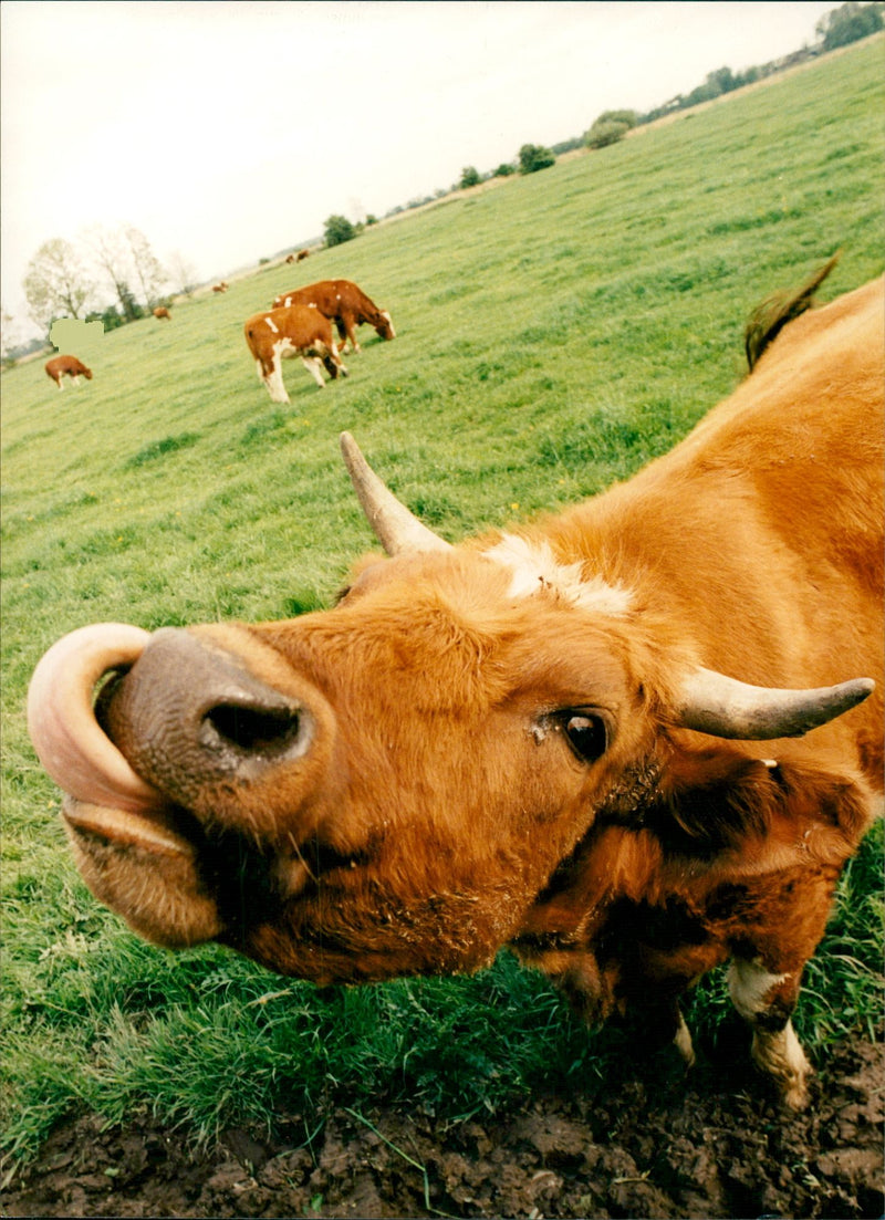 Real: Animal Cattle Cow & Calves - Vintage Photograph