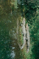 1991 POURE SVEMOS ANIMALS THEIR HABILIS ALLIGAT PRESS CHINA - Vintage Photograph