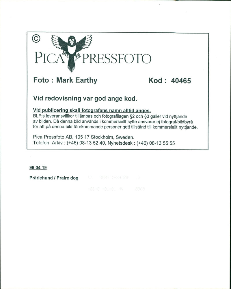 Prairie dogs - Vintage Photograph