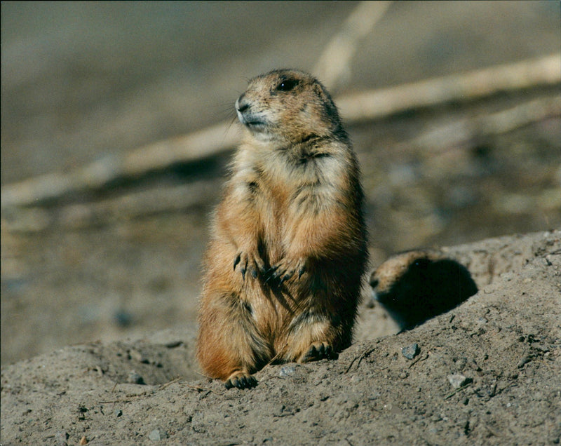 Prairie dogs - Vintage Photograph