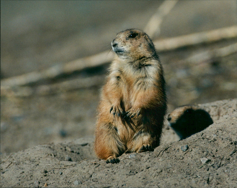 Prairie dogs - Vintage Photograph