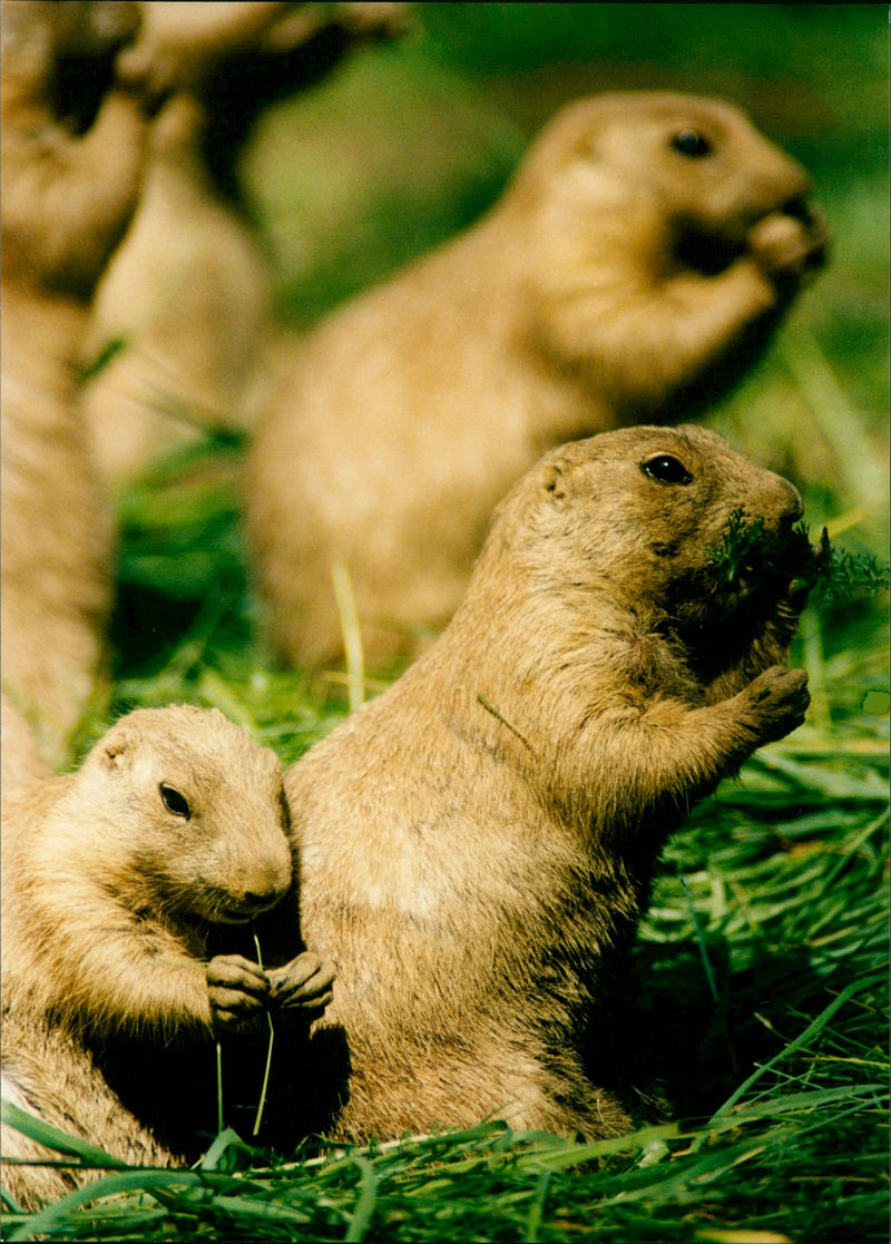 Prairie dogs - Vintage Photograph